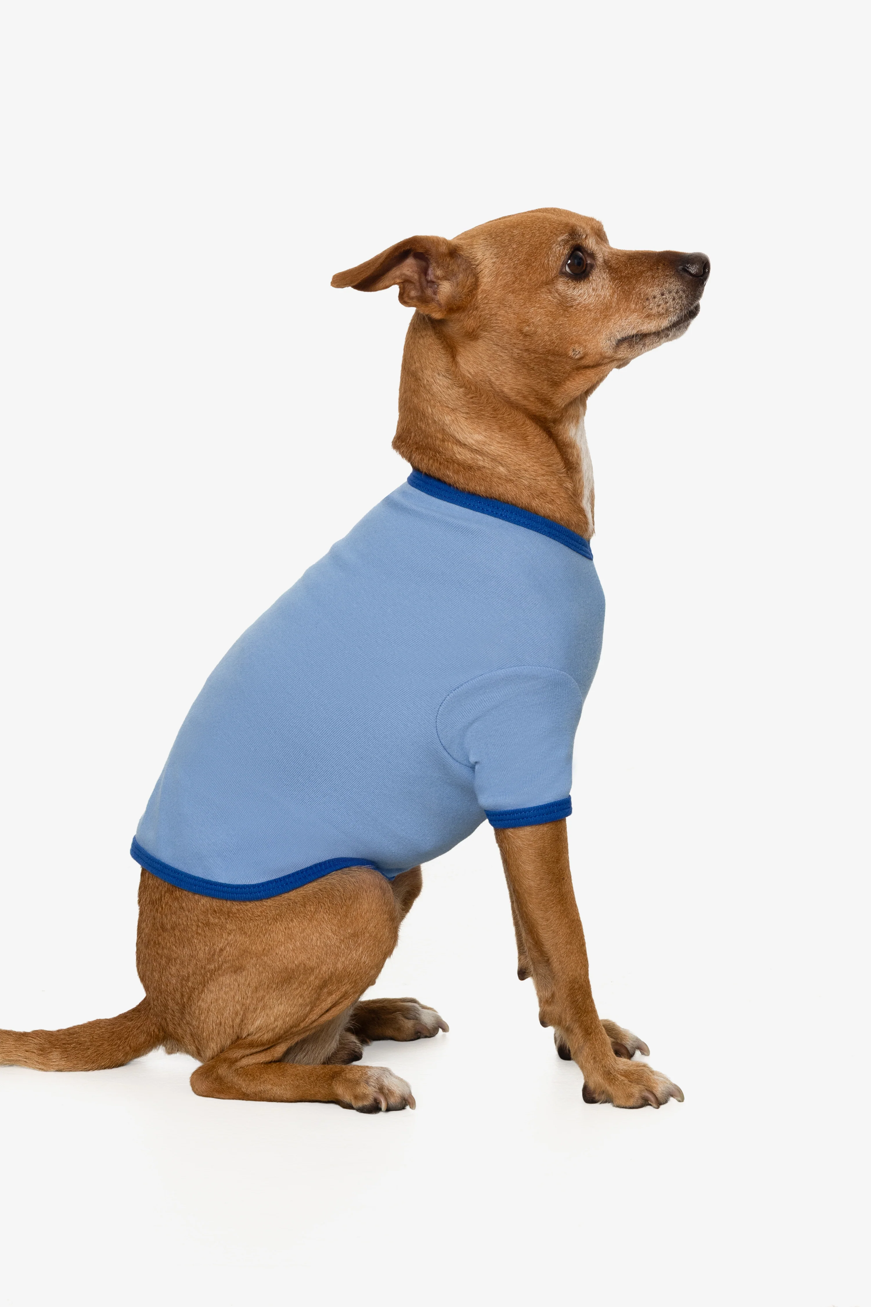 49005 - Baby Rib Dog T-Shirt - Image 10