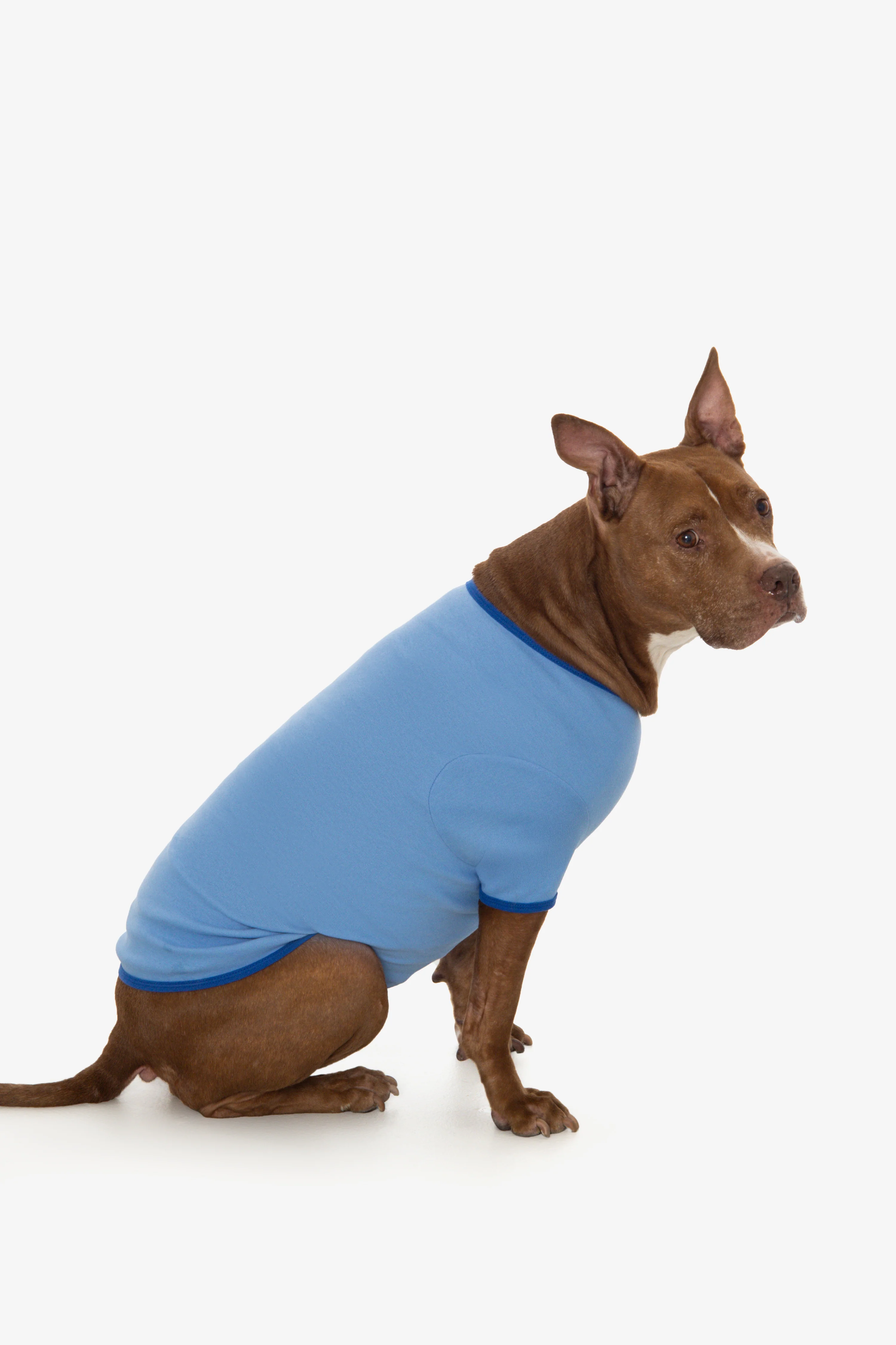 49005 - Baby Rib Dog T-Shirt - Image 11