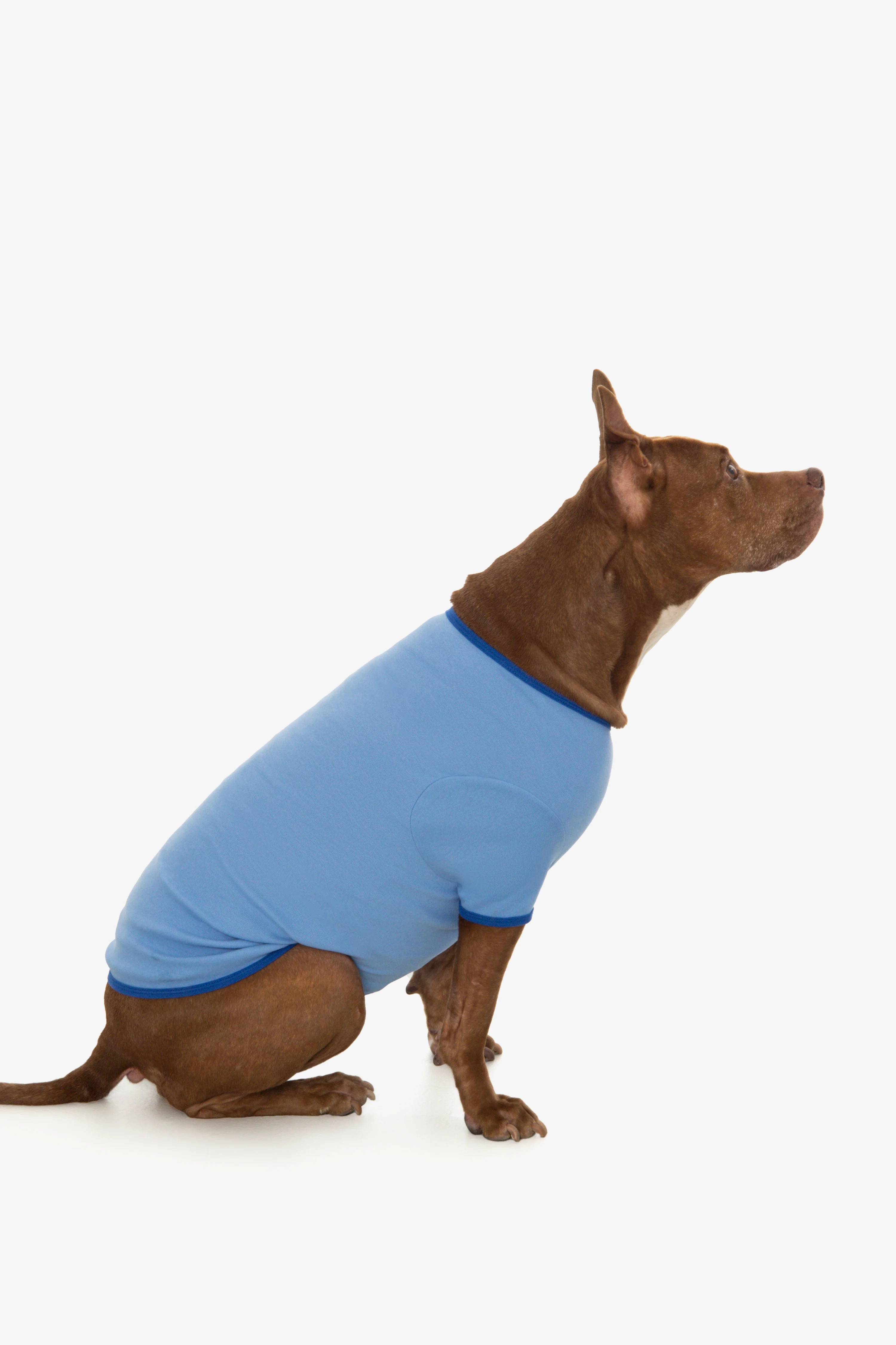 49005 - Baby Rib Dog T-Shirt - Image 12