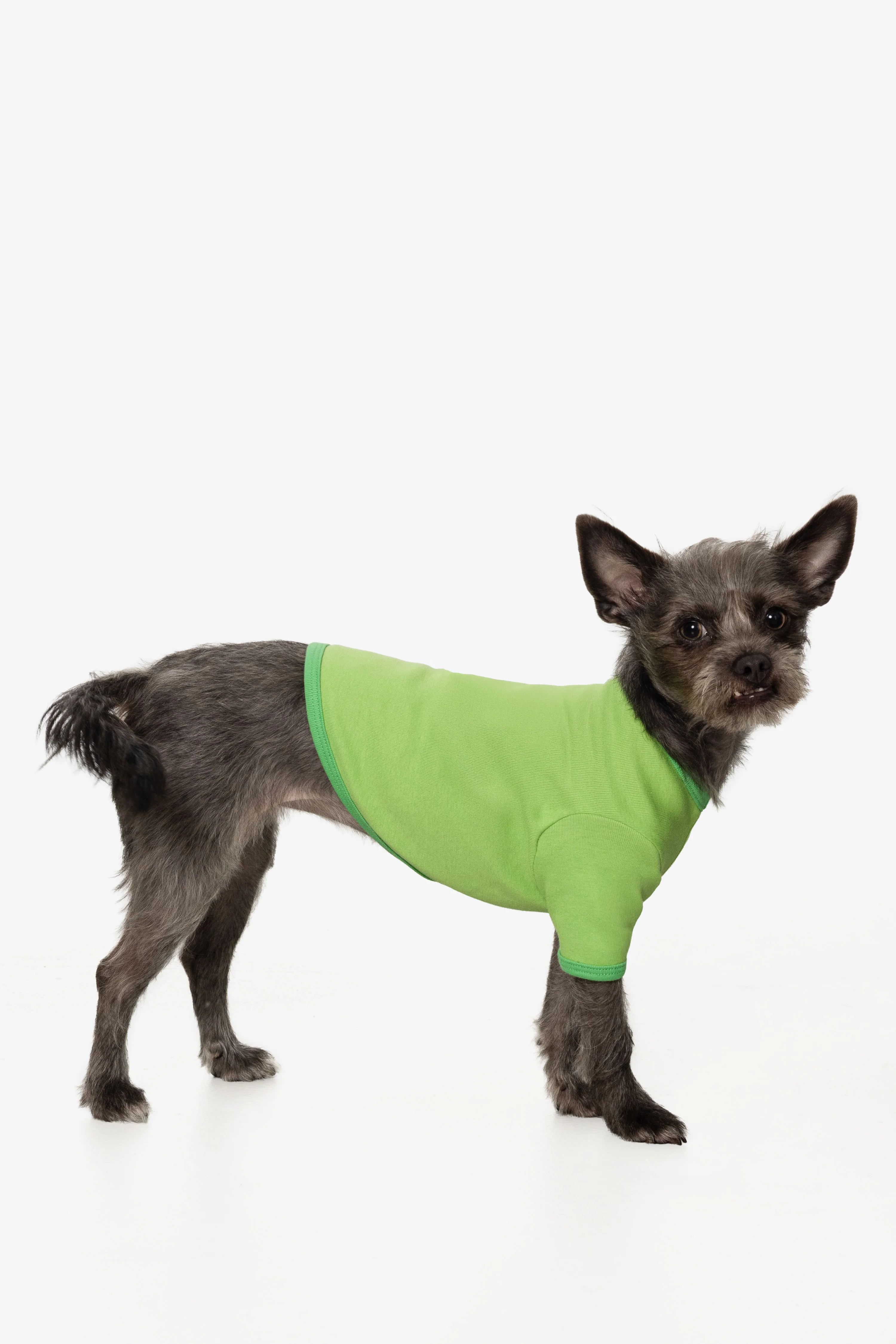 49005 - Baby Rib Dog T-Shirt - Image 14