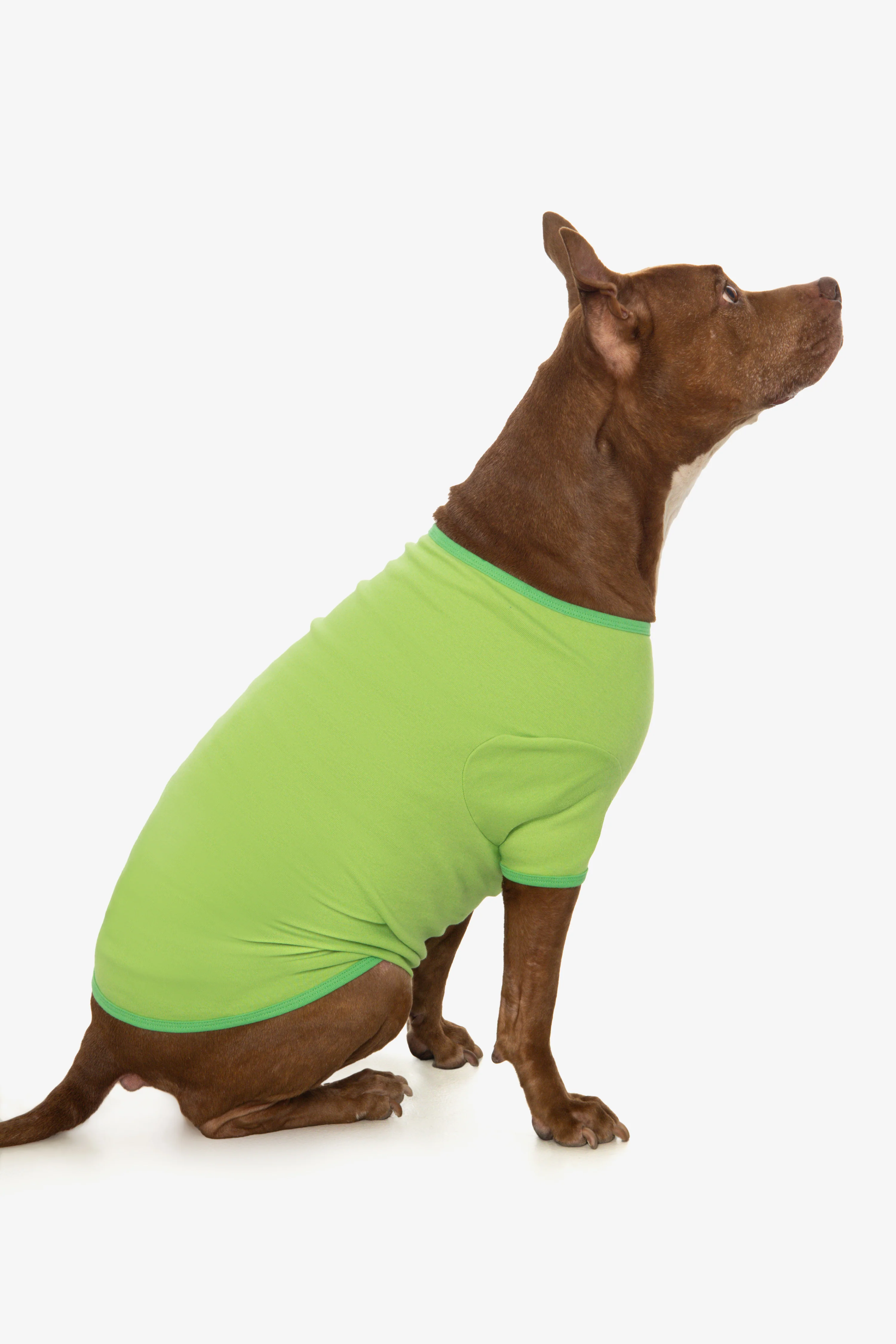 49005 - Baby Rib Dog T-Shirt - Image 15