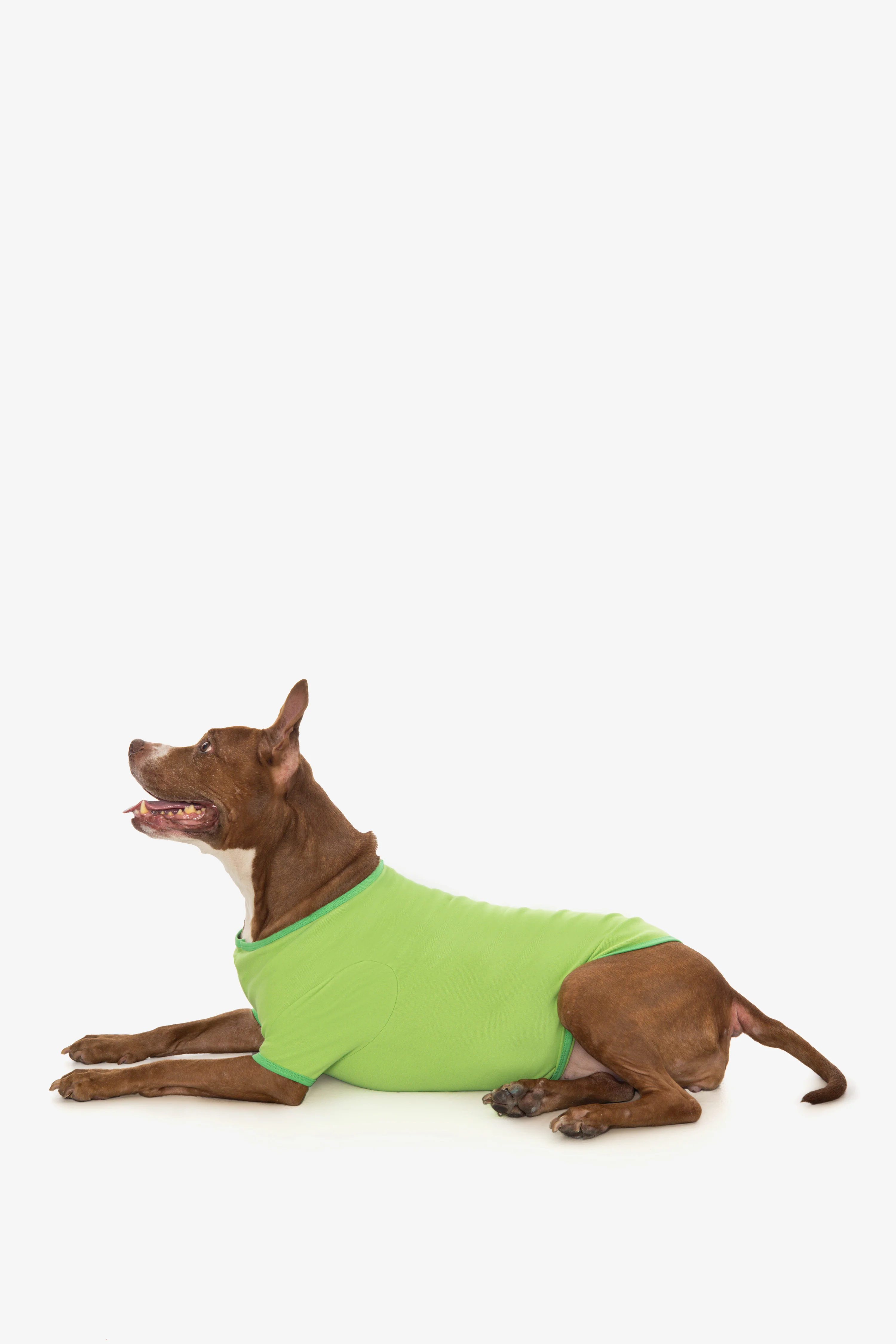 49005 - Baby Rib Dog T-Shirt - Image 17