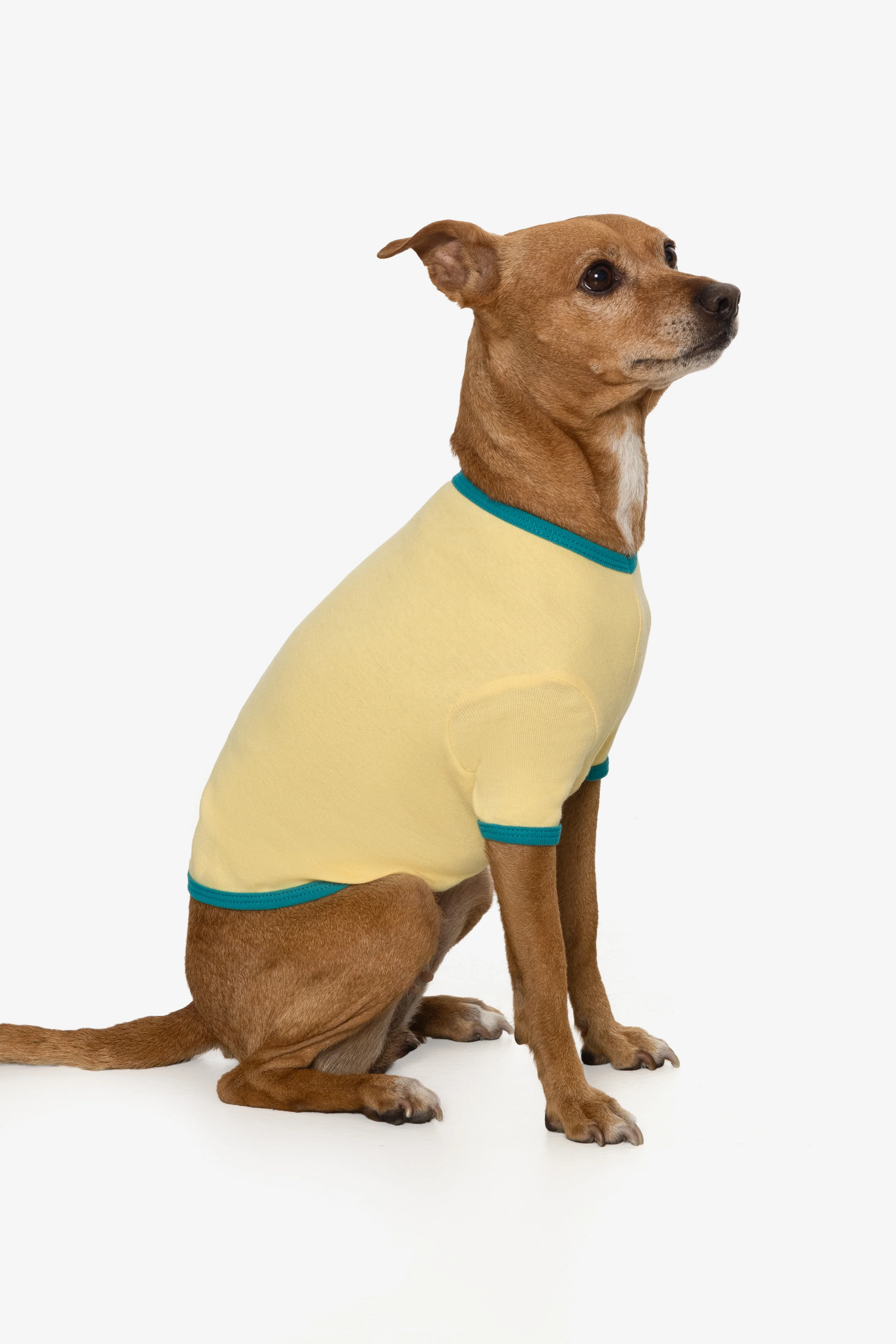 49005 - Baby Rib Dog T-Shirt - Image 4