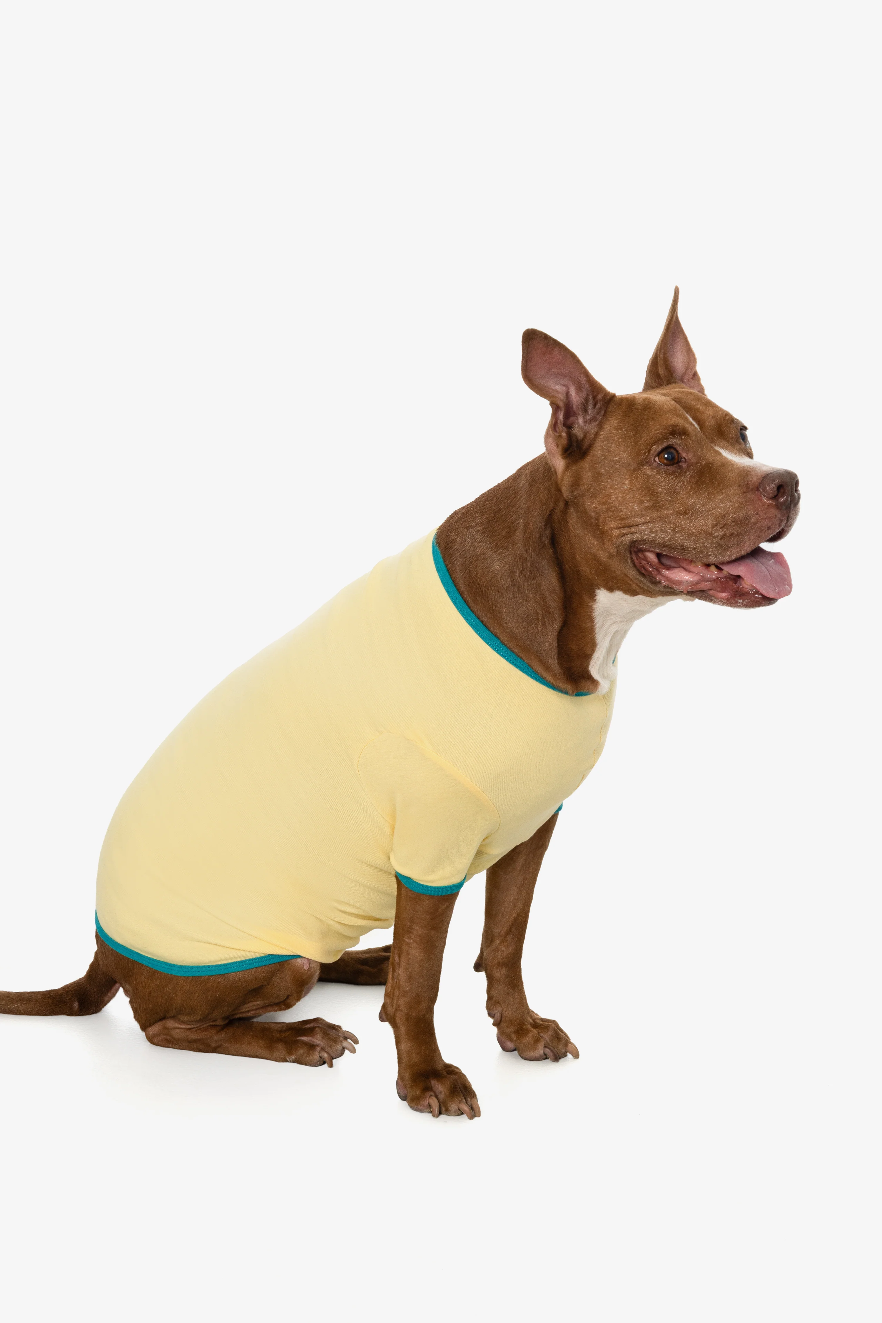 49005 - Baby Rib Dog T-Shirt - Image 5