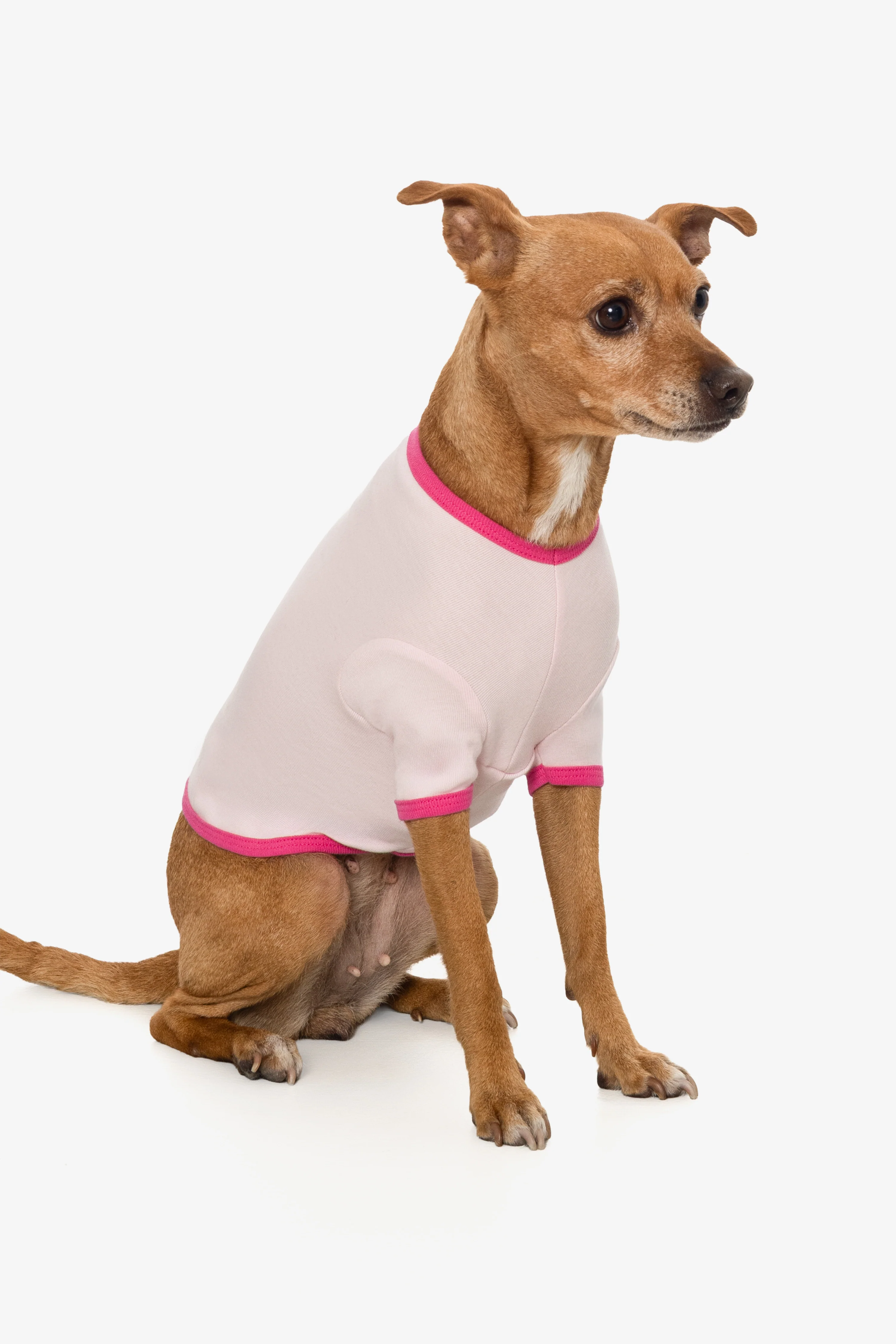 49005 - Baby Rib Dog T-Shirt - Image 7