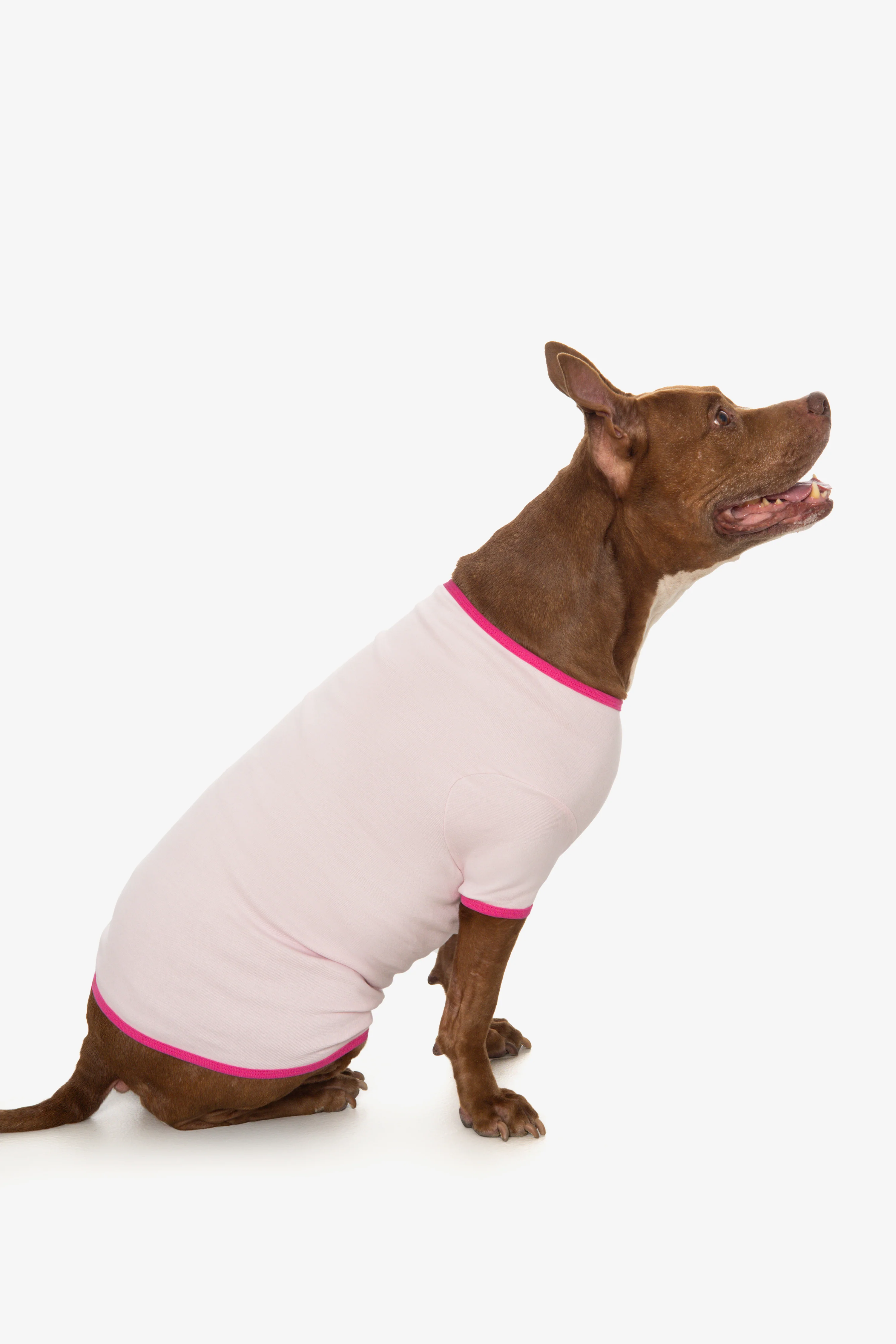 49005 - Baby Rib Dog T-Shirt - Image 8