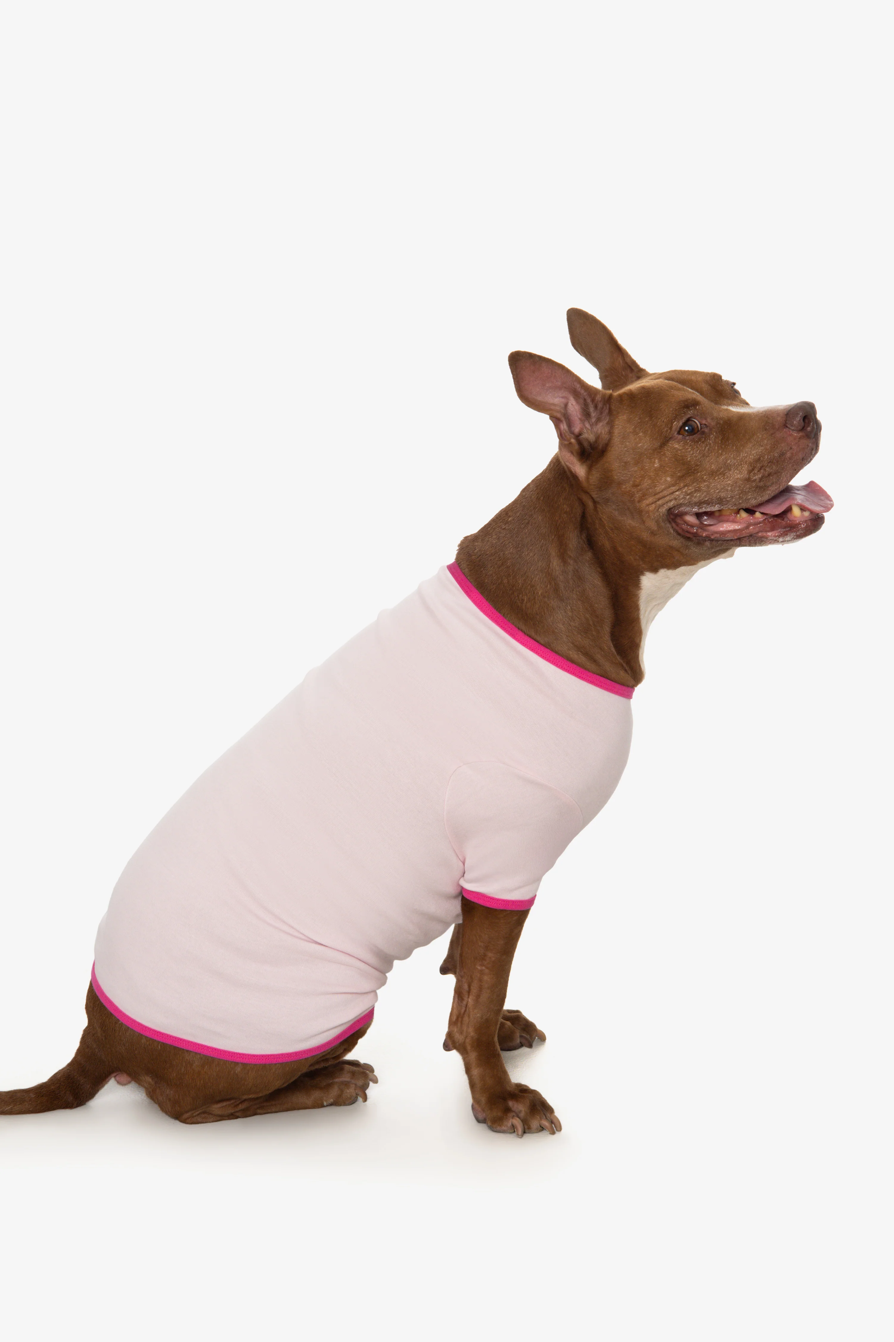 49005 - Baby Rib Dog T-Shirt - Image 9